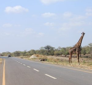 Giraffe on a Tanzania Road