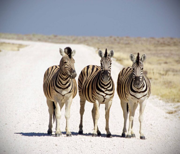 Namibia’s Northern regions allocated US$39.1 million for road rehabilitation