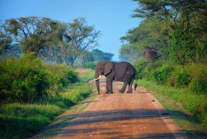 Uganda Road with young elephant
