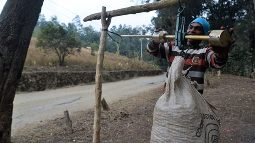 Fresh coffee beans from Timor-Leste’s central highlands are weighed along the side of the Dili-Ainaro Road. 