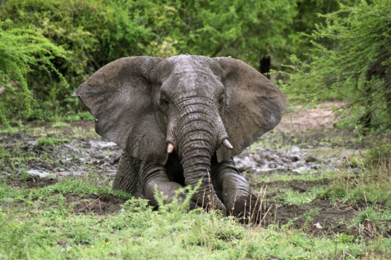 Hitachi donates an excavator to elephant sanctuary in Southwest France