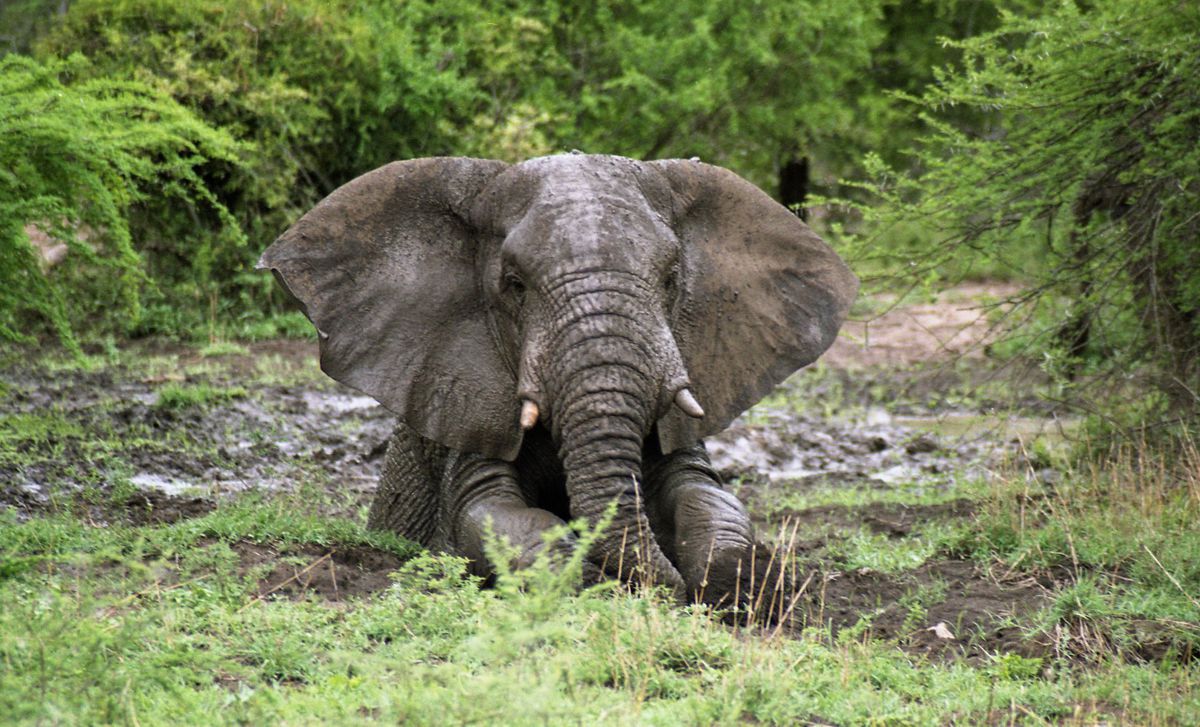 Hitachi donates an excavator to elephant sanctuary in Southwest France