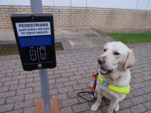 Guide Dog Sid learning to use the junction control box