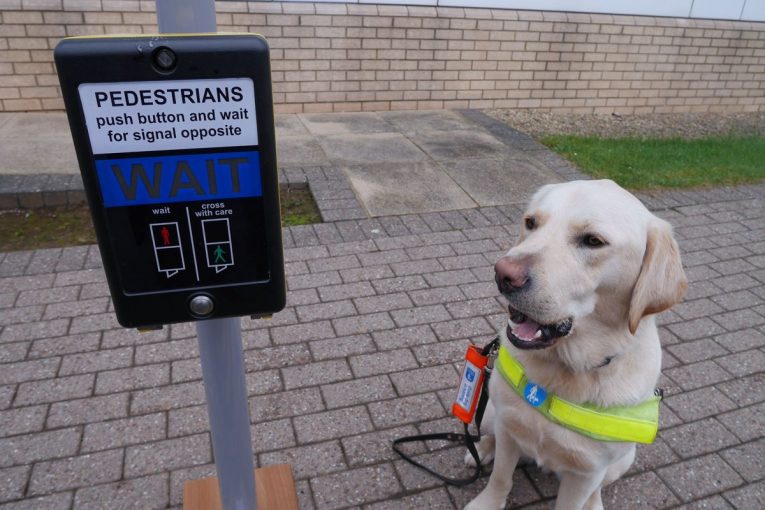 Guide dogs learn to cross the road with a little help from AGD Systems