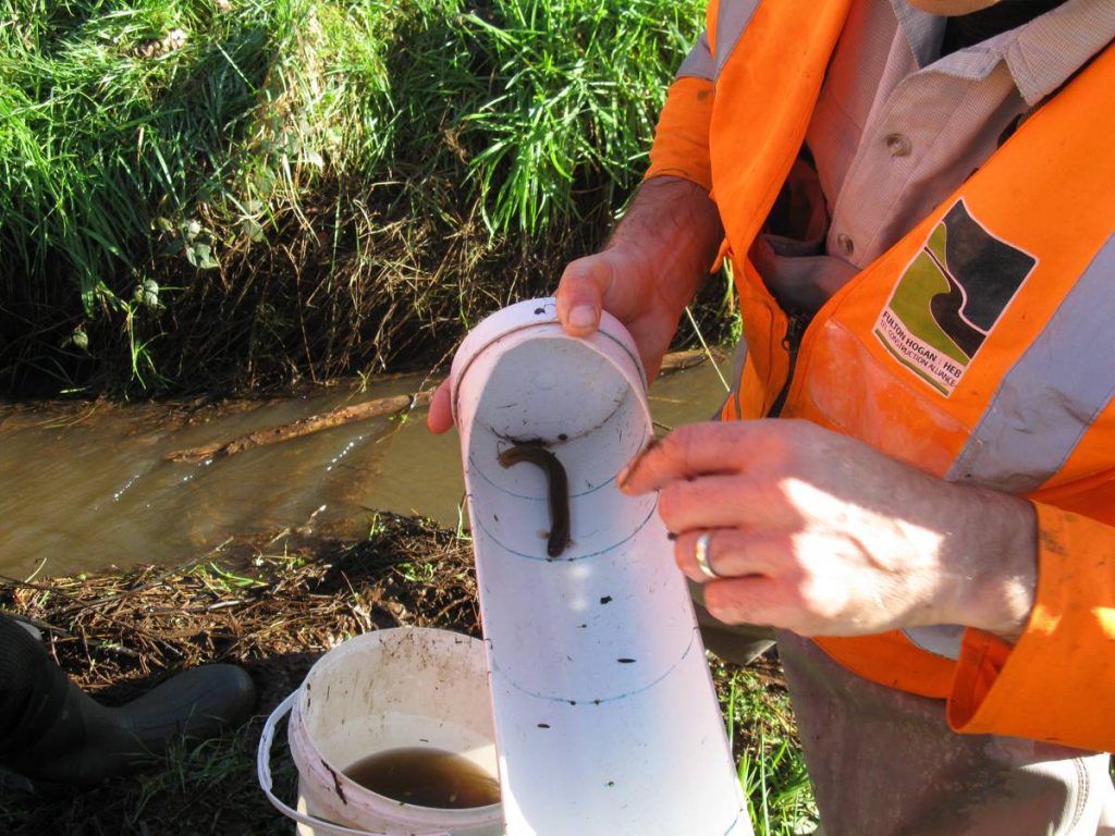Black mudfish recovery