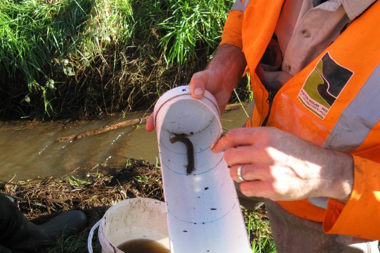 Black mudfish get special attention on New Zealand Expressway works