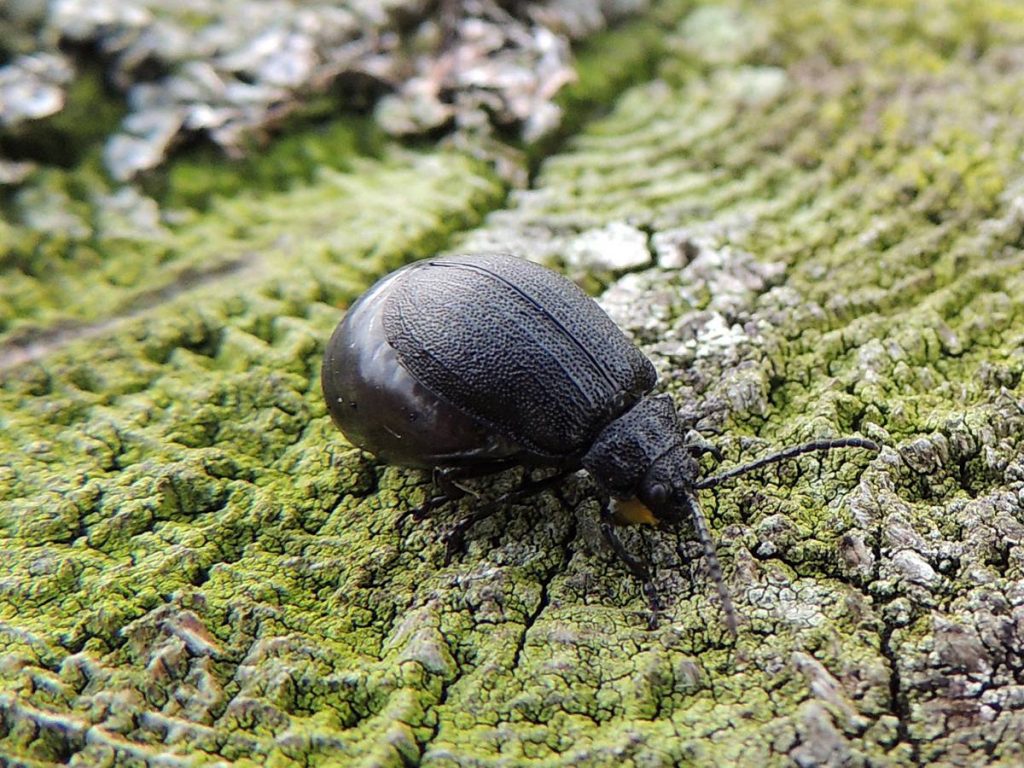 Beetle - Photo by Philip McErlean