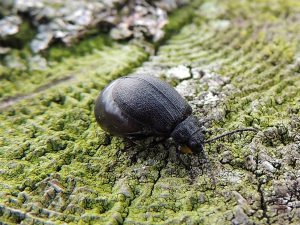 Beetle - Photo by Philip McErlean