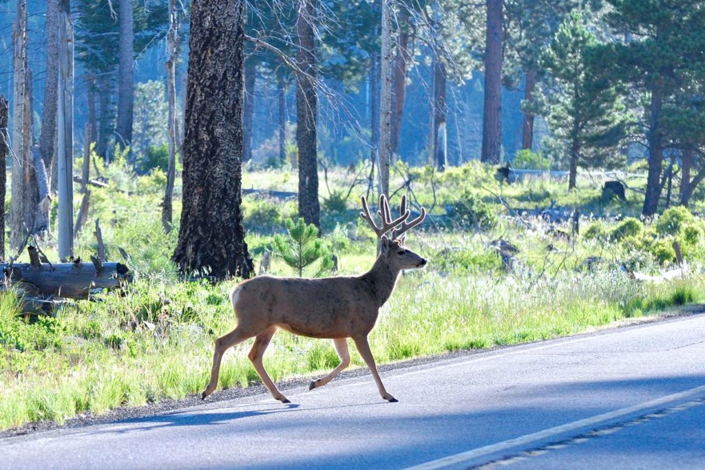 Deer crossing the road - Photo by Larry Lamsa