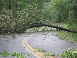 Hurricane Damage - Photo by Virginia State Parks