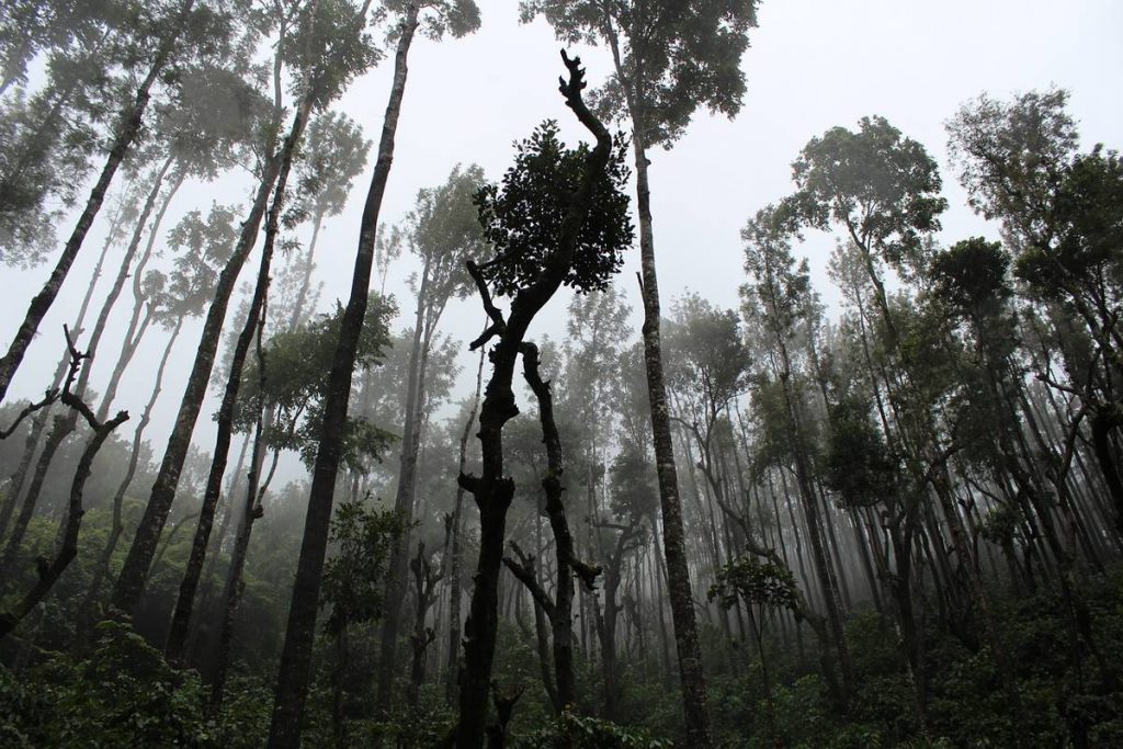 EnviroBuild Rainforest