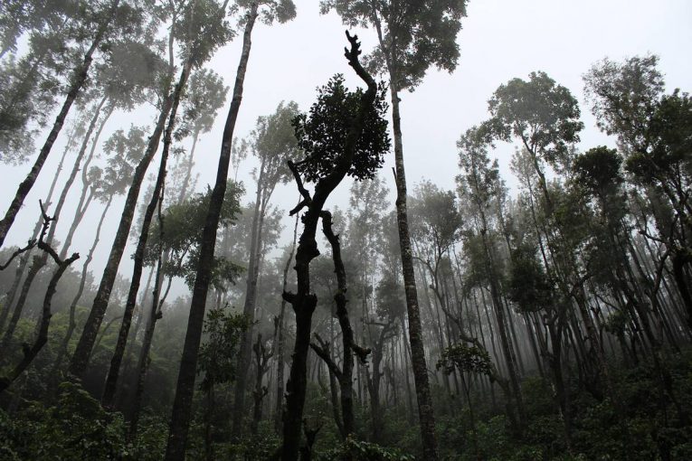 Envirobuild aims to protect over 40,000 acres of rainforest through Rainforest Donations