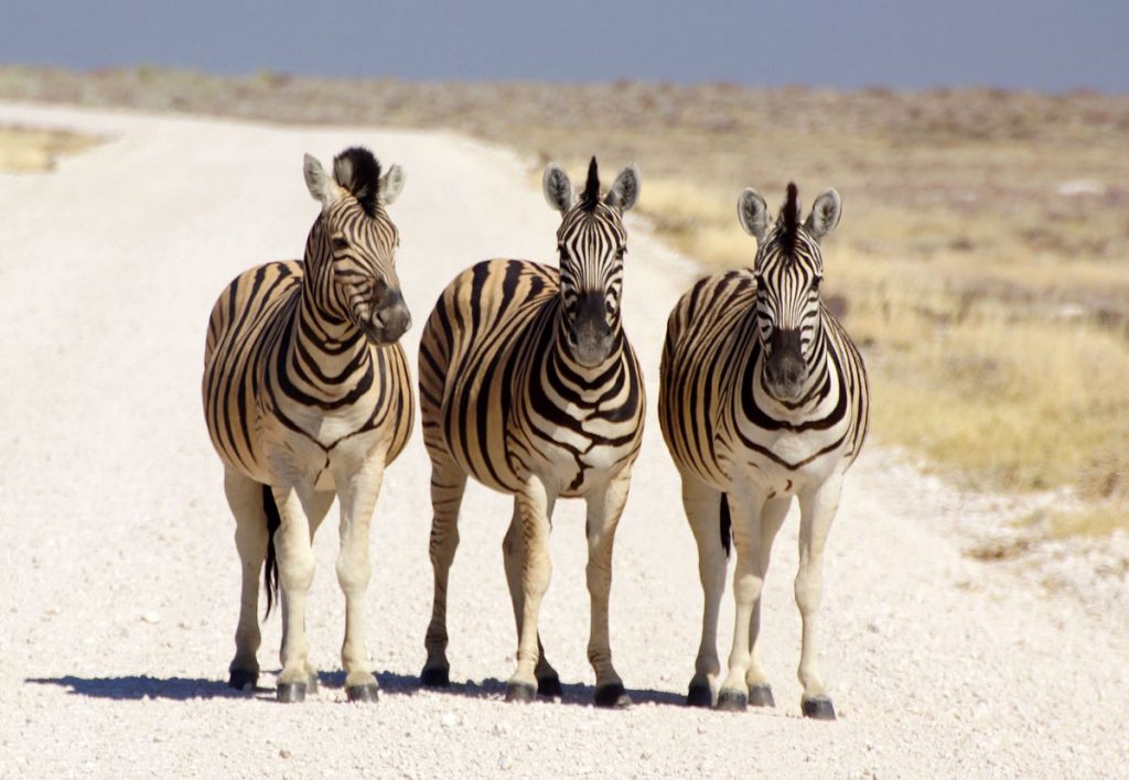 Namibia National Park Road - Photo by Heribert Bechen