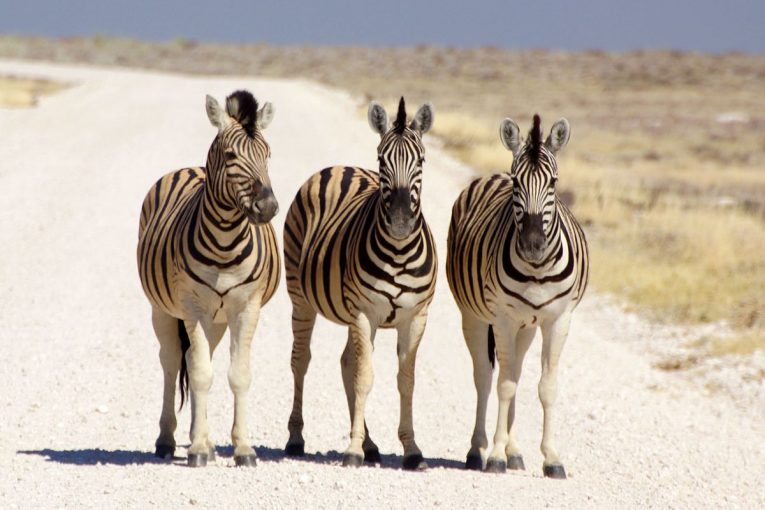 AfDB approves US$153m to improve road and rail transportation in Namibia