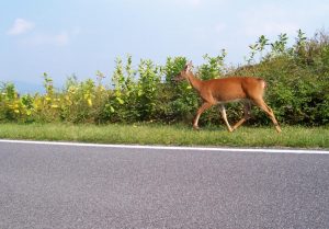 Deer - Photo by Bill Ward