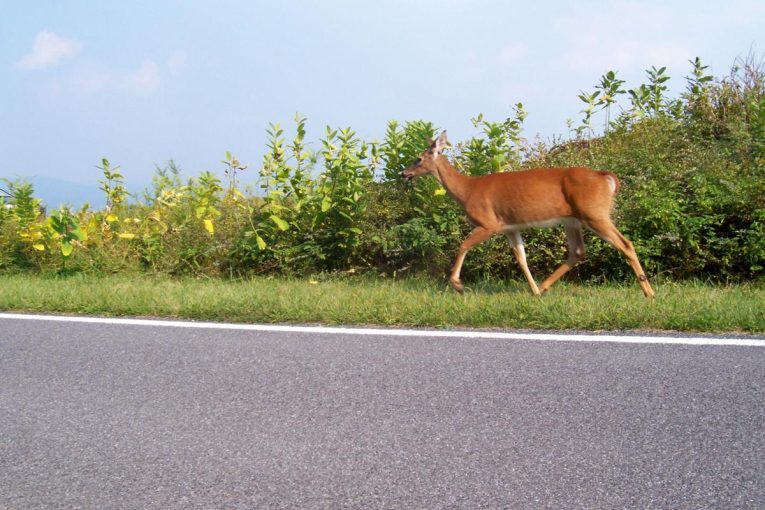 10,000 new trees to boost roadside wildlife habitat in South West England