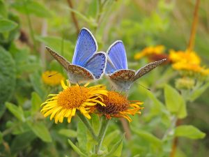 Common Blue Butterflies - Photo by Eskling