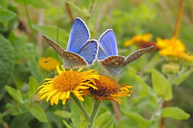Are you ready to enter the BIG Biodiversity Challenge 2018?