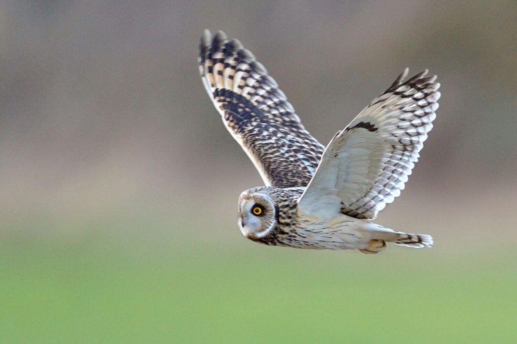 Shorteared Owl - Photo by Andy Rouse