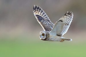 Shorteared Owl - Photo by Andy Rouse