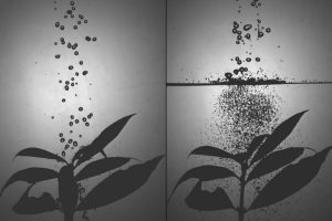 Photos illustrate how the tiny droplets produced by a mesh barrier prevent plants from being pummeled by the larger droplets from either rainfall or the spraying of pesticides, herbicides and fertilizers. The smaller droplets in the image at right have little effect on the plant, while the droplets at left batter its leaves heavily. Image courtesy of the Varanasi Research Group