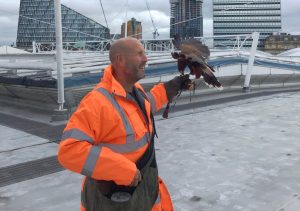 Network Rail hires Hawk to scare off roof-pecking squatters