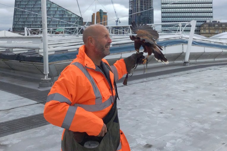 Network Rail hires Hawk to scare off roof-pecking squatters