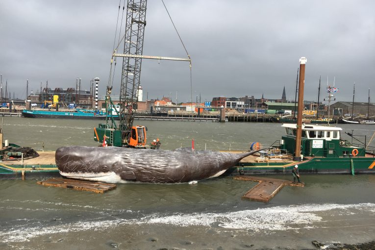11fountains Sperm Whale launched by SENNEBOGEN crawler crane
