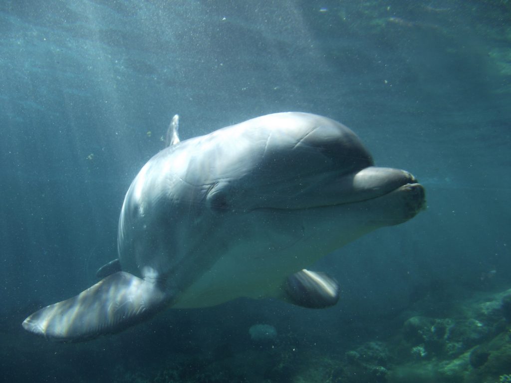 Technique inspired by dolphins could improve tests of soft materials ...