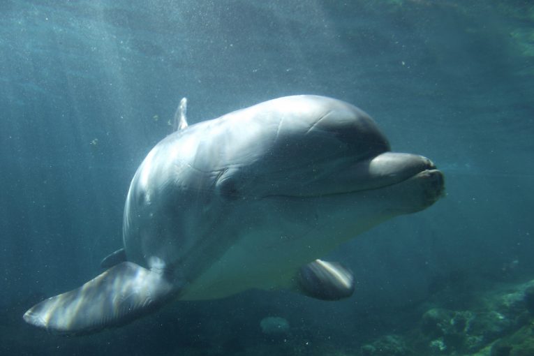 Technique inspired by dolphins could improve tests of soft materials such as drying cement