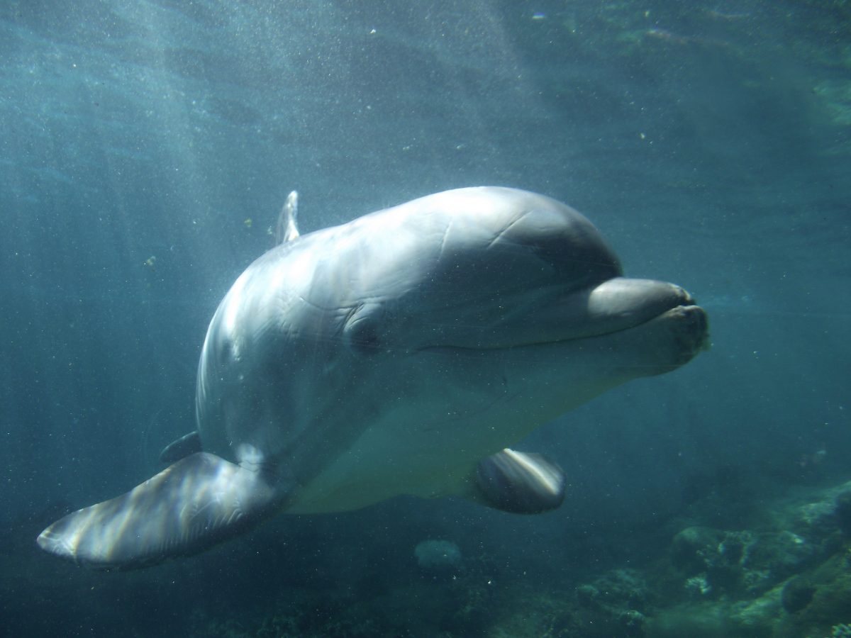 Technique inspired by dolphins could improve tests of soft materials such as drying cement