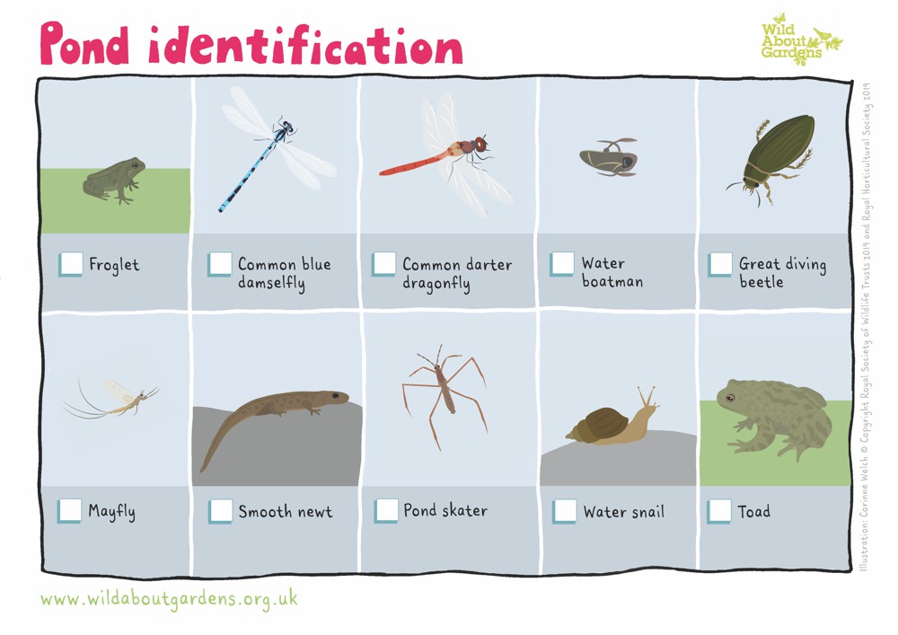 FREE Pond Life Spotter Sheets Details about   Pond Dipping Nets 