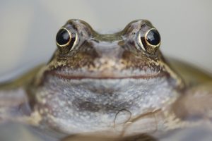 Common frog. Photo by Mark Hamblin / 2020VISION