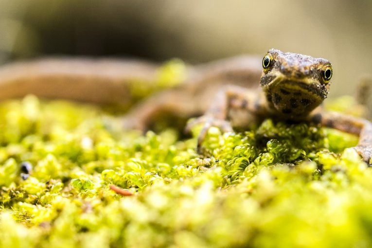 New Wildlife mobile app helps identify signs of protected species on construction sites