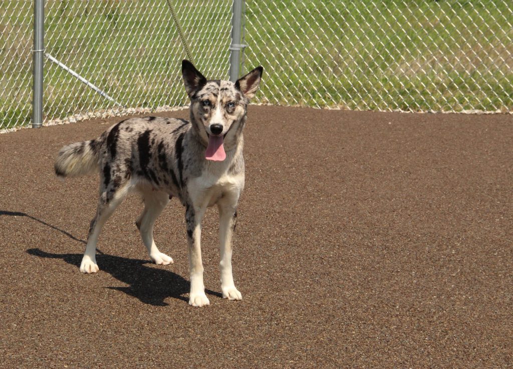 Indiana animal shelter completed with Porous Pave dog exercise areas