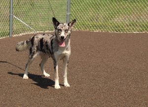 Indiana animal shelter completed with Porous Pave dog exercise areas