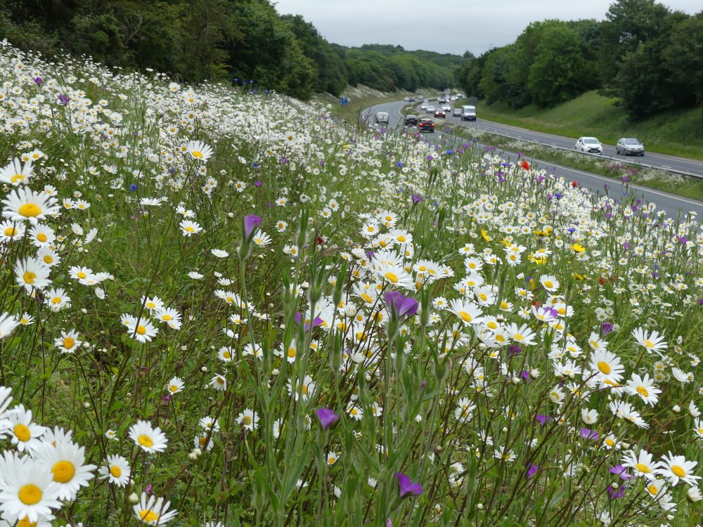 Highways England helps to Get Cumbria Buzzing to make A roads bee friendly