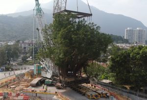 Crane lifting trees onto the bogie
