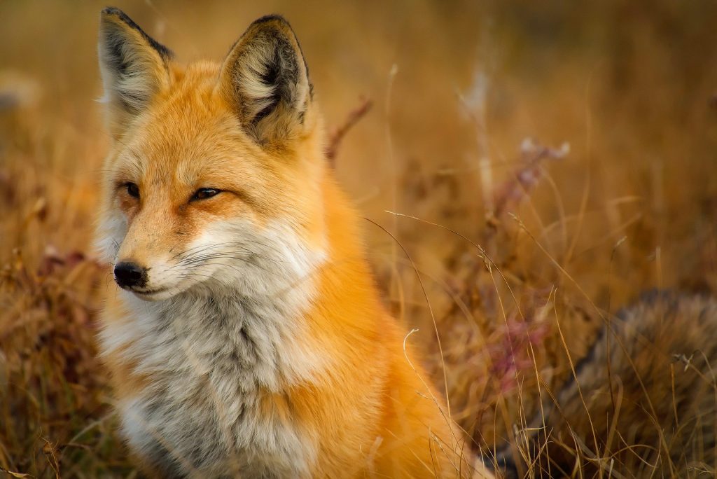 New Wildlife Trusts report reveals exorbitant HS2 costs to nature