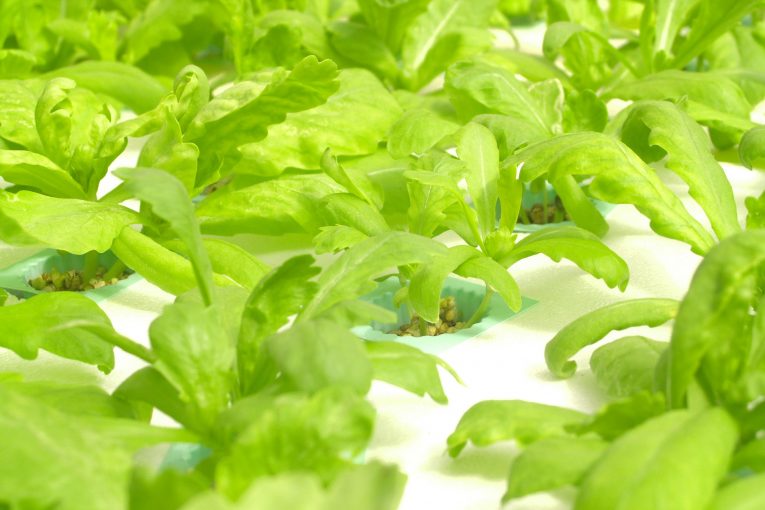 Could Vertical Farming transform agriculture?
