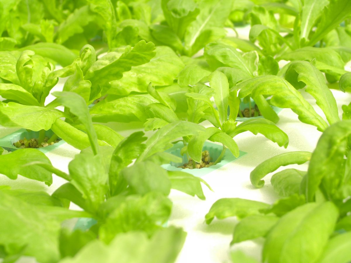 Could Vertical Farming transform agriculture?