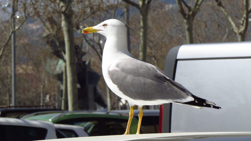 Ford's artificial bird droppings are keeping your paintwork safe in the real world