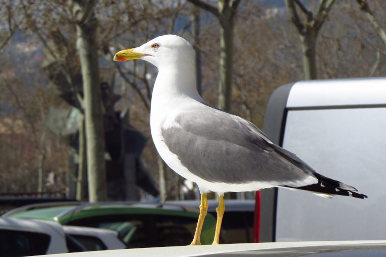 Ford's artificial bird droppings are keeping your paintwork safe in the real world