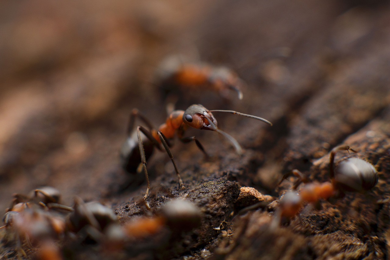 Smart Ant algorithms can cut vehicle fleet emissions by 50 percent