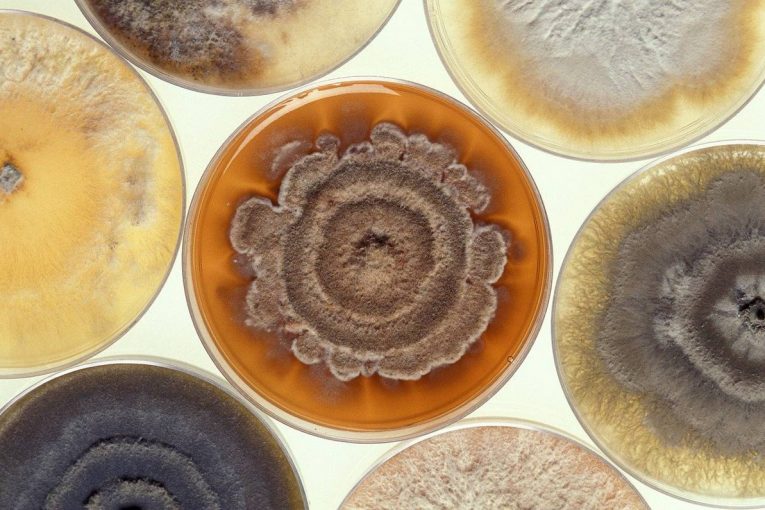 Viking Analytics and iioote announce AI-based tool for early detection of black mould