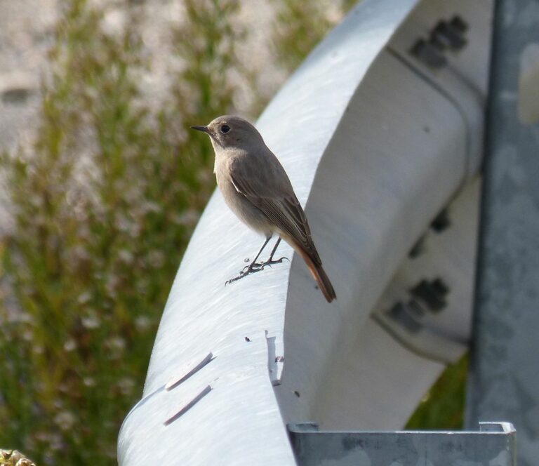 High steel prices restraining the Guardrail road safety industry