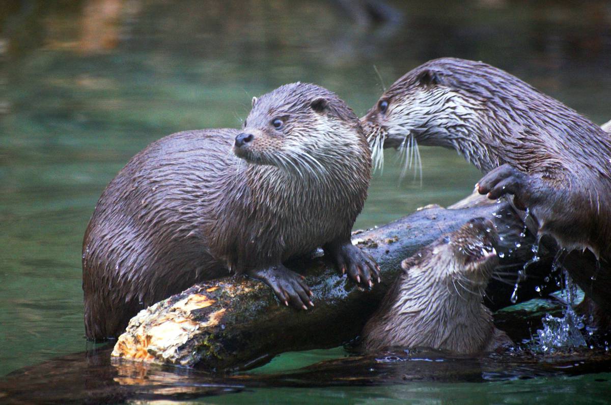 Highways England major road upgrade in Cornwall aims to be otter friendly