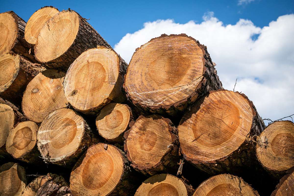 Timber specialist Adera adopts Procore Construction Management Platform
