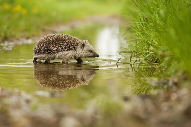 ACO Webinar series focuses on tackling Habitat Destruction