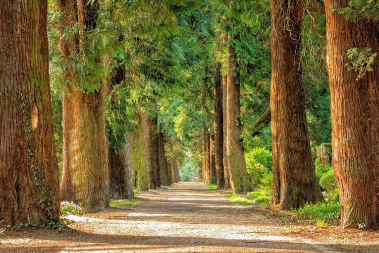 Treescapes programme explores how trees and woodlands can help reach Net Zero